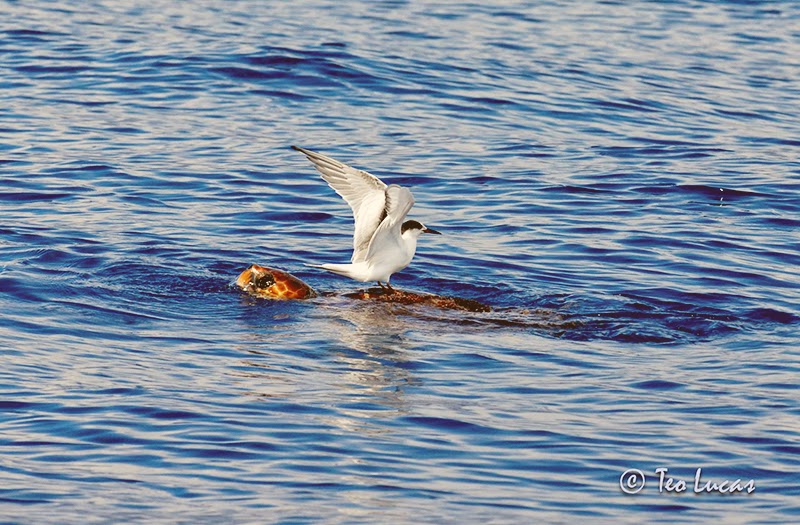 Tortuga con charran, Tenerife