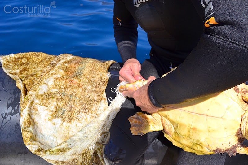 Rescate de tortuga enredada en plástico