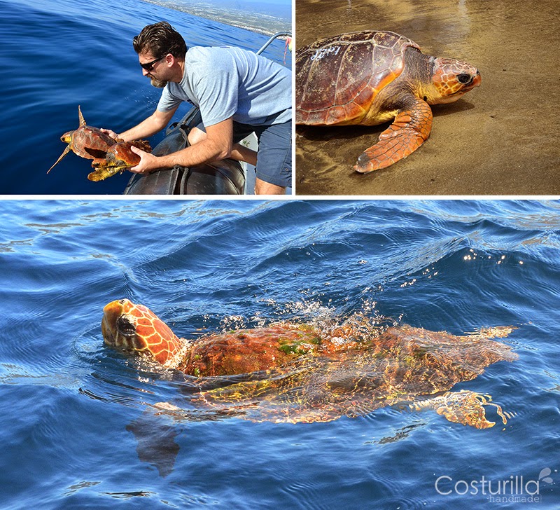 Tortuga en Tenerife