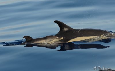 Avistar cetáceos en Tenerife: Los mejores encuentros del mes de agosto