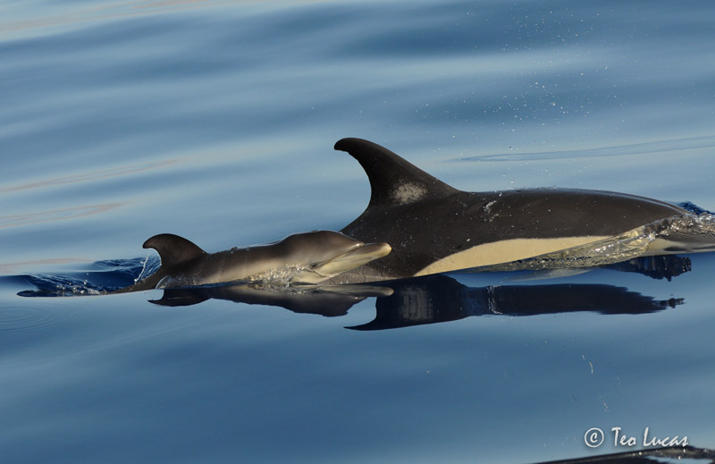 avistamiento de Cria de delfÃ­n comÃºn en el SW Tenerife