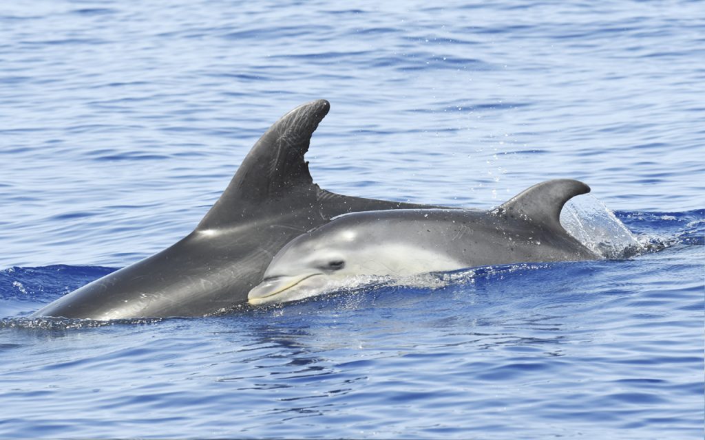 Cria de delfín mular, suroeste de Tenerife