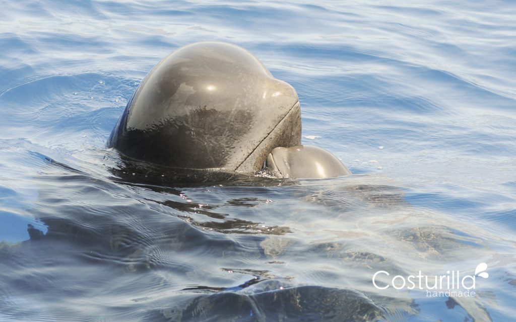 madre con cría de calderón tocándose, ver ballenas en septiembre